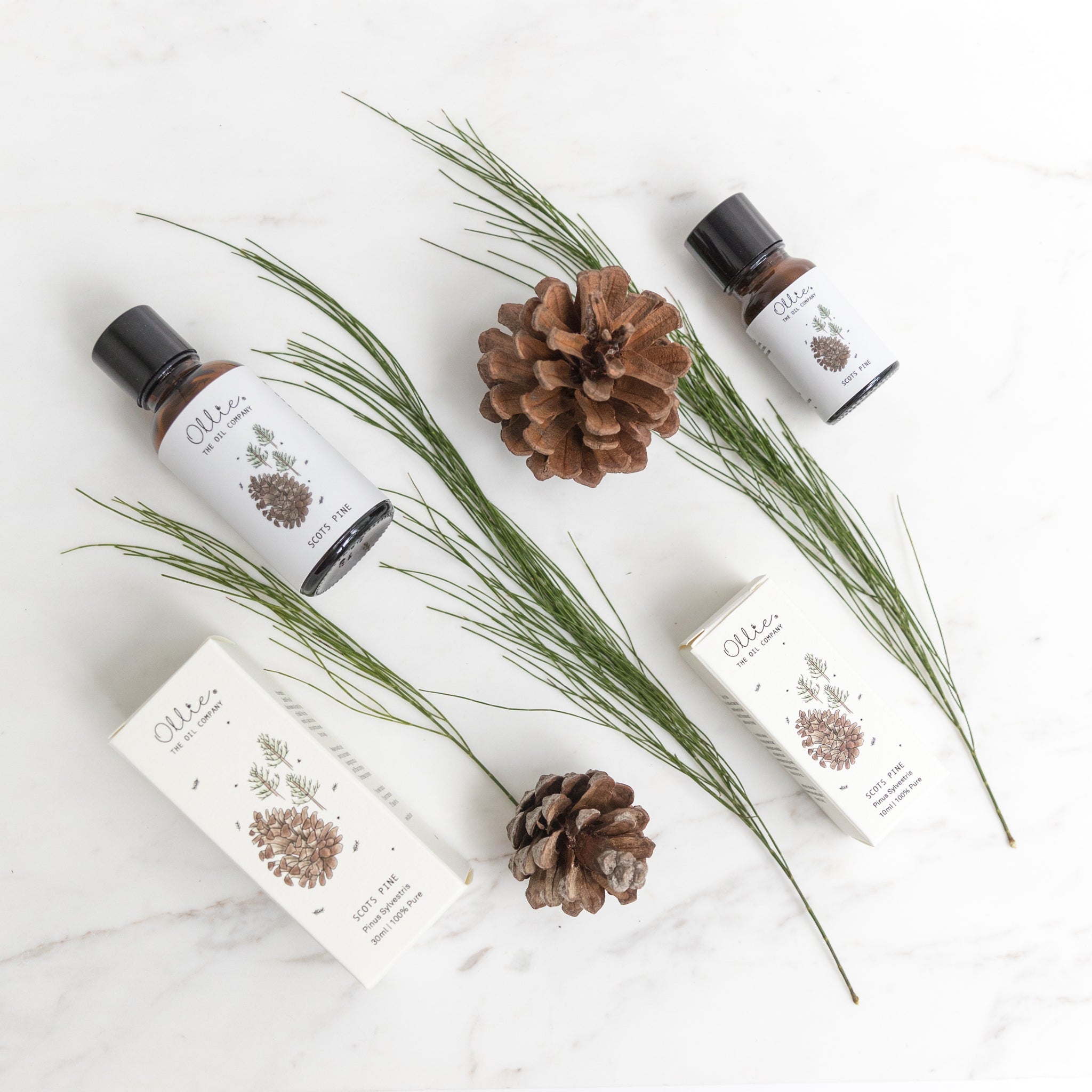Ollie Scots Pine Oil | Skincare Oils | The Green Collective SG