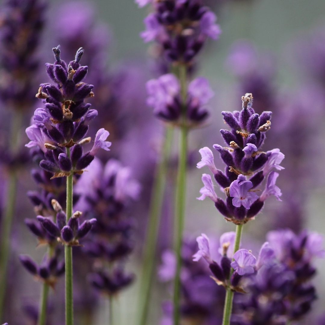 Lavender Essential Oil by Iryasa | Get it at The Green Collective