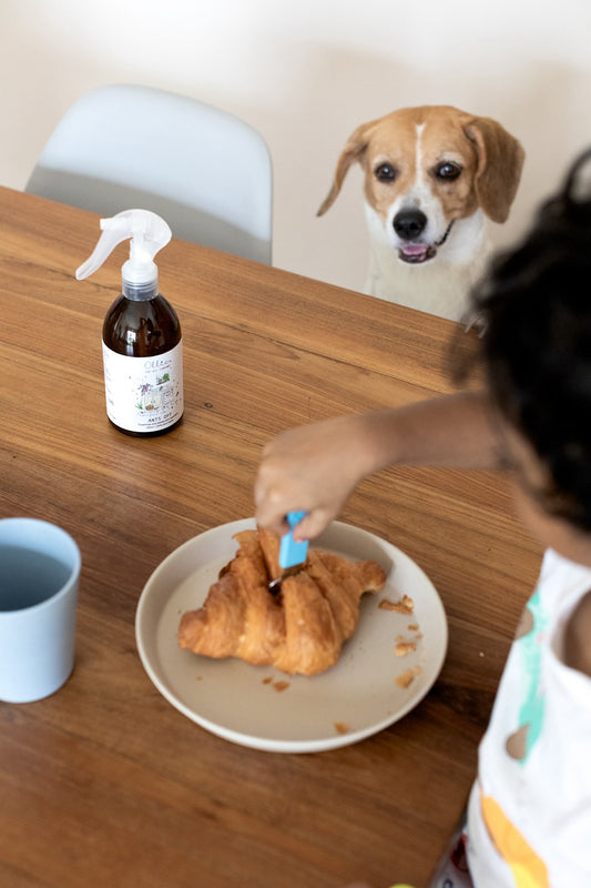 Ollie Ants Off | Cleaning supplies | The Green Collective SG