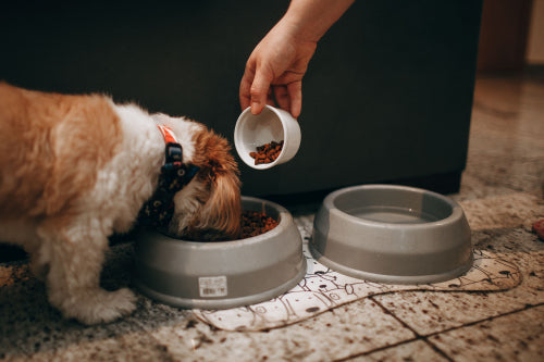 Why Sustainable Pet Products Are Growing in Demand