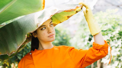 Why Moisture Control Matters in Humid Tropical Climates