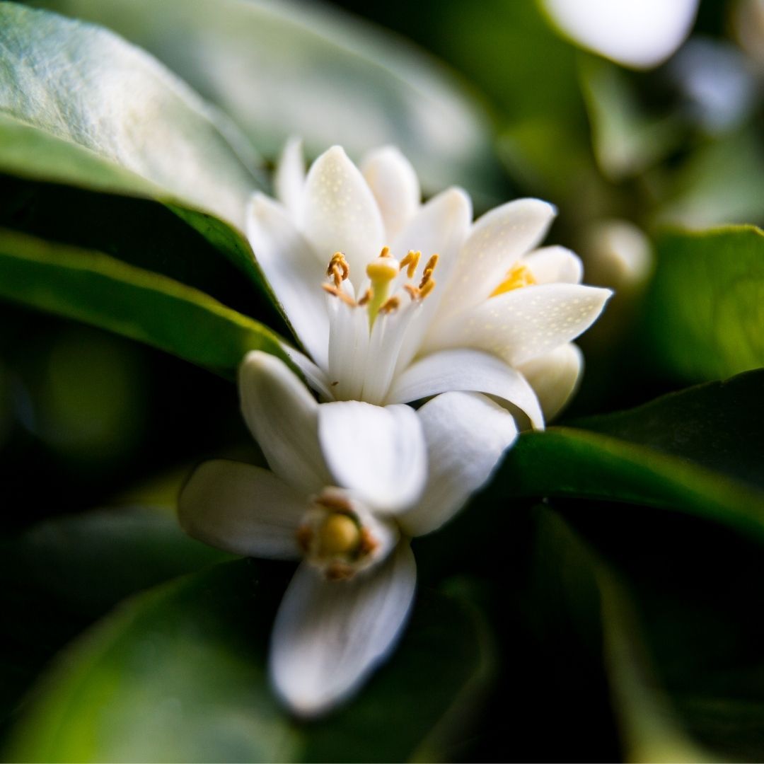 Iryasa Neroli Essential Oil | Buy at The Green Collective