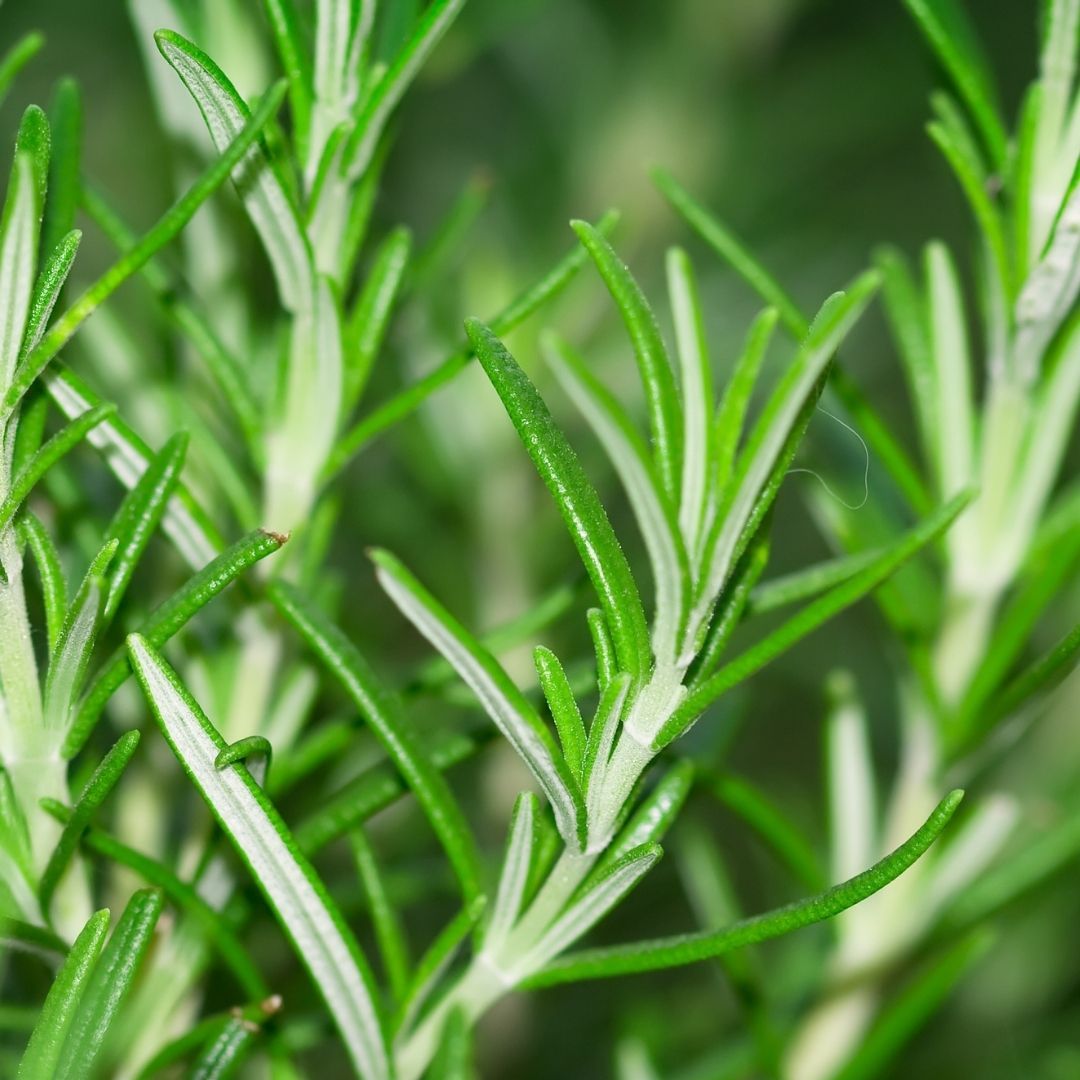 Iryasa Rosemary Essential Oil | Buy at The Green Collective